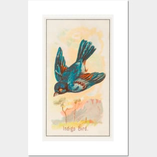Indigo bird Posters and Art